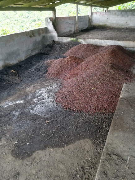 Cascara - Reste vom Entpulpen nach der KaffeeErnte - Kompost für organischen Dünger auf der Finca San Luis