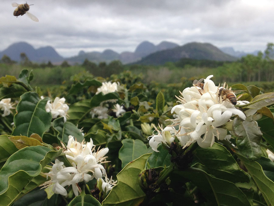 Kaffeeblüte mit Biene auf der Fazenda Venturim in Brasilien