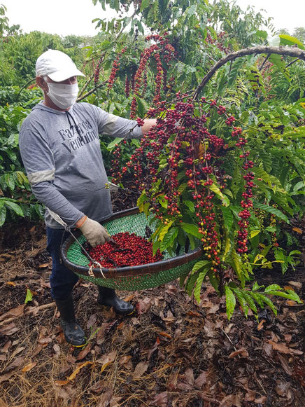 Kaffeeernte auf der Fazenda Venturim in Brasilien