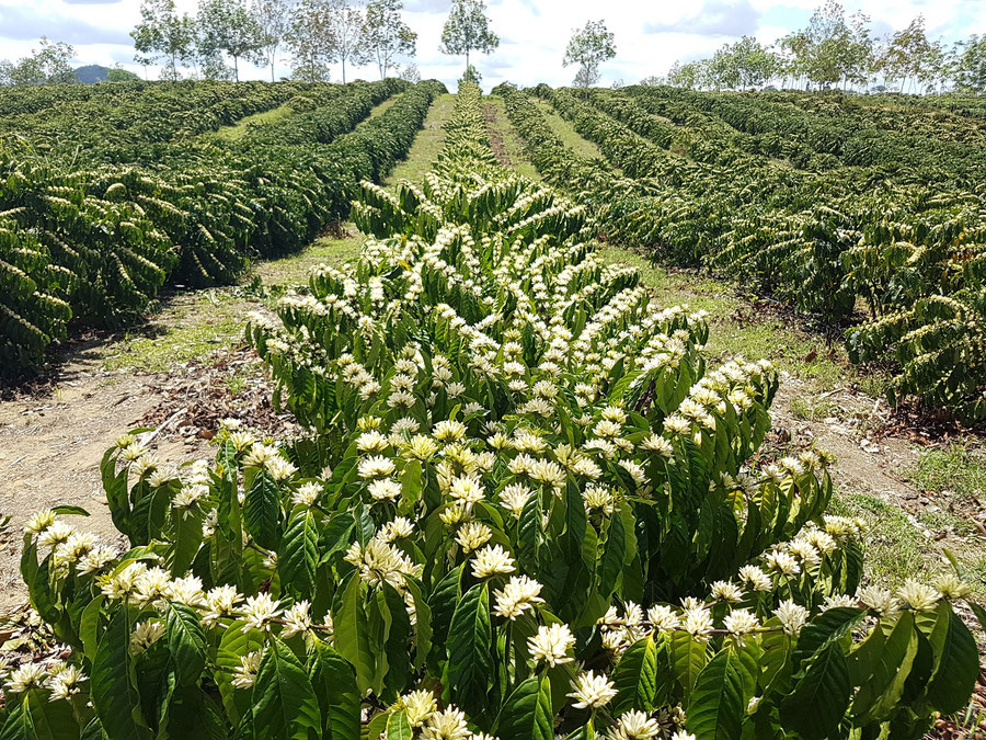 Fazenda Venturim Conilon Robusta Canephora Kaffeesträucher bei der Kaffeeblüte in Brasilien
