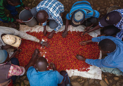 Sortierung von Kaffeekirschen in Kenya nach der Ernte