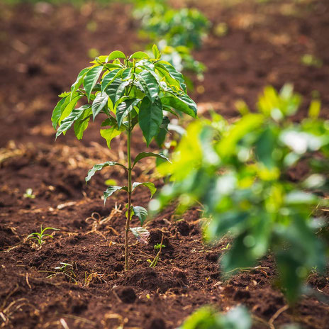 Neupflanzung von Kaffee in Kenya auf der Farm von Paul in nandi Hills in Tinderet