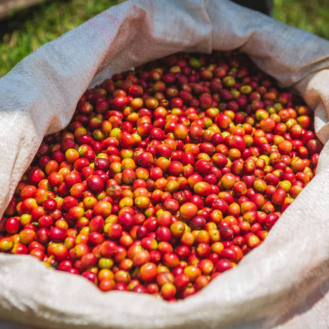 frisch gepflückter Rohkaffee in Kenya auf der Farm von Paul in Nandi Hills in Tinderet