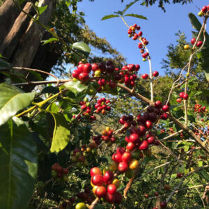 Kaffeestrauch auf der Farm der Kooperative CoroAX in Mexiko Biokaffee