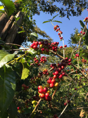 Kaffeestrauch auf der Farm der Kooperative CoroAX in Mexiko Biokaffee