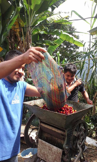 Entpulpen von frisch gepflücktem Rohkaffee auf der Farm der Kooperative CoroAX in Mexiko Biokaffee