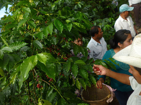 Kaffeeernte auf der Farm der Kooperative CoroAX in Mexiko Arabica Biokaffee