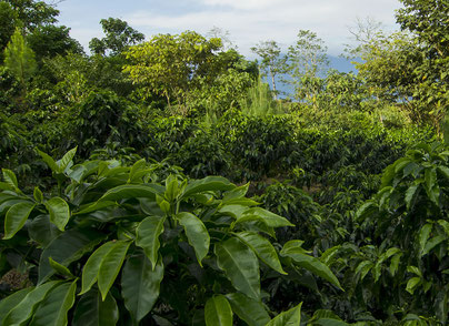 Peru Kaffeefarm und Kaffeepflanze intaktes Ökosystem Bio Landbau