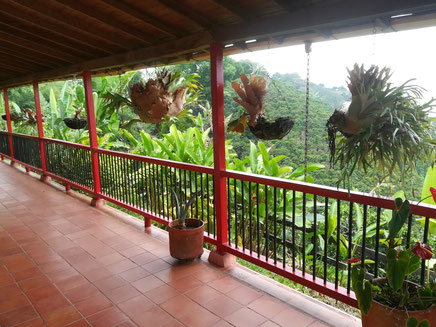 Traditionell sind Geweihfarne eine Dekopflanze auf den Balkonen in Kolumbien