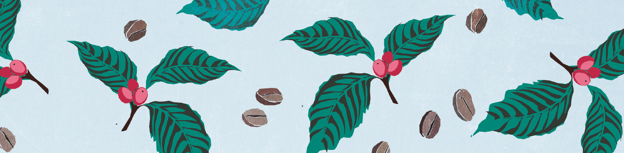 Kaffeestrauch Blätter und Bohnen als Hintergrund