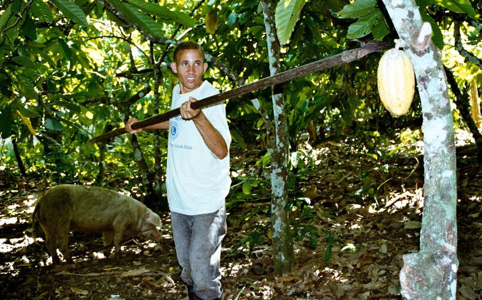 Kakaoschoten Ernte vom Baum auf der Farm