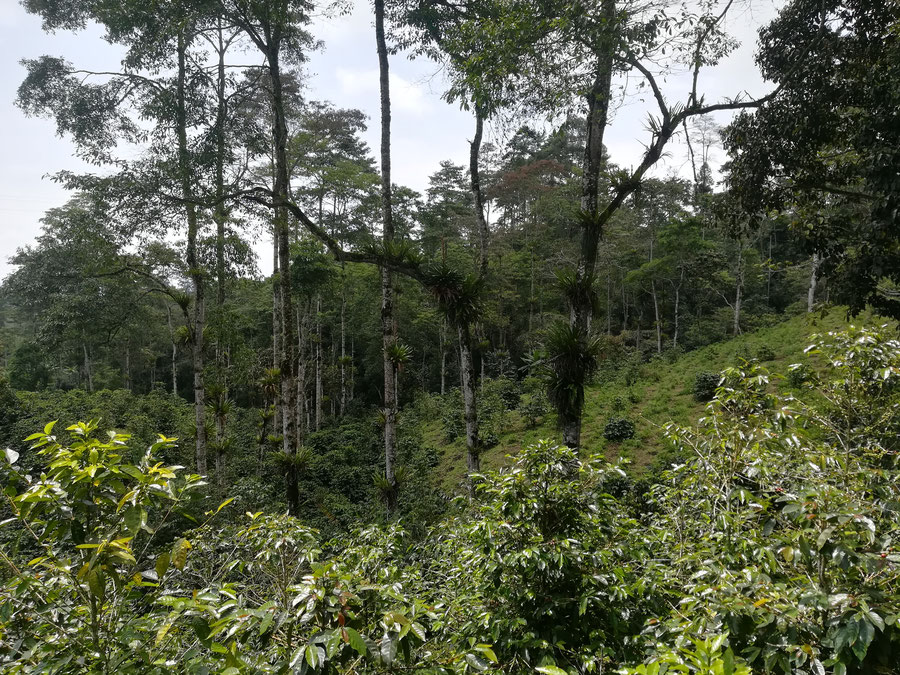 Dschungel auf der Kaffeefarm von Omar Arango Tinoco in Libano Kolumbien