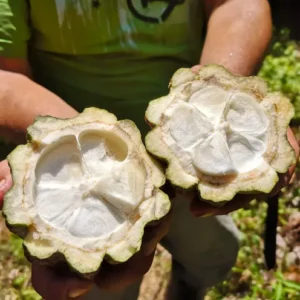 Kakaoschote offen mit Kakobohnen und Pulpa in Bio-Qualität