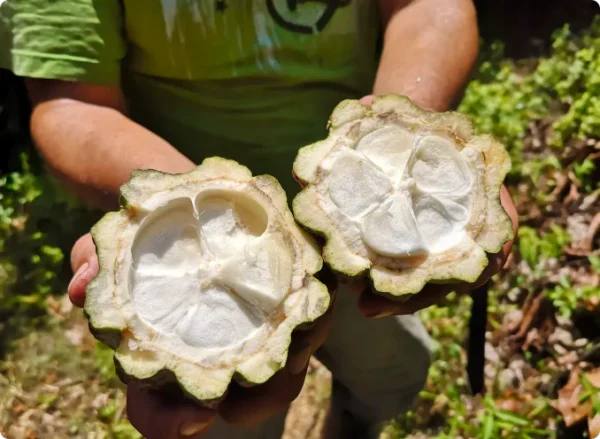 Kakaoschote offen mit Kakobohnen und Pulpa in Bio-Qualität